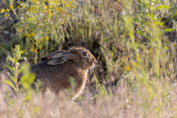 rabbit in the grass © Rimas