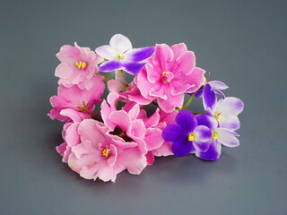 A bouquet of flowers  for a birthday, mother's day, valentine's day. Blue and pink violets on a gray background. Blooming home flowers. Saintpaulia side view.