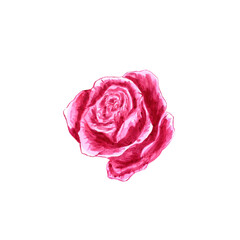 Handdrawn Watercolor pink rose on the white background. Scrapbook design elements. Typography poster, wedding invitation, postcard, label, banner design