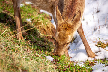 Beautiful spotted deer in the mountains against the background of green grass and snow. Fairytale spring landscape with wild animals.