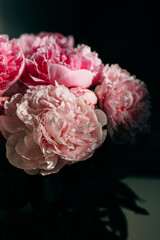 Beautiful pink peonies on a dark background.