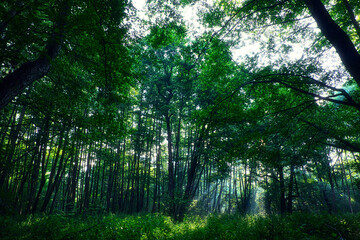 Fototapeta na wymiar Wald bei Sonnenschein - Frühling - Springtime- Spring - 