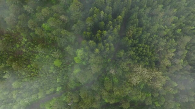 Top-down drone shot of Norwegian forrest 