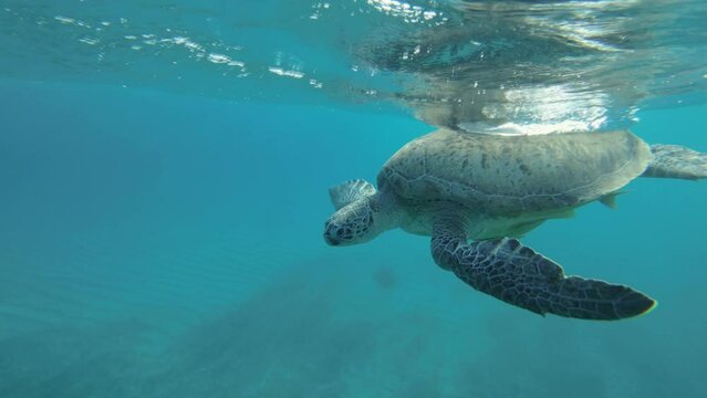 Slow motion, green sea turtle with remora fish dives down to the sandy seabed. Green sea turtle (Chelonia mydas) Underwater shot. Close-up