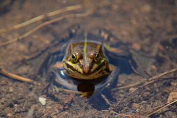 frog in water