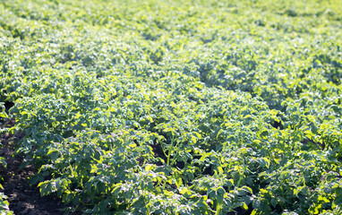 Green field of potatoes in a row. Potato plantations, solanum tuberosum. Harvest planted on an...