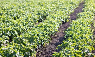 Green field of potatoes in a row. Potato plantations, solanum tuberosum. Harvest planted on an...
