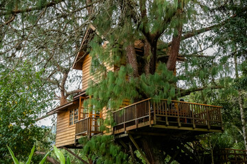 Casa de madeira na arvore em cima das montanhas linda com fundo para natureza.
