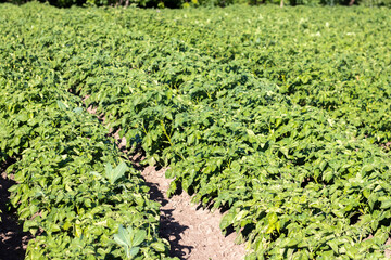 Green field of potatoes in a row. Potato plantations, solanum tuberosum. Harvest planted on an agricultural field. Summer agricultural landscape. The field is illuminated by the rays of the sun.