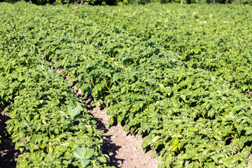 Green field of potatoes in a row. Potato plantations, solanum tuberosum. Harvest planted on an...