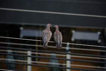 Casal de passaro no fio namorando no inverno com lindo cenario.