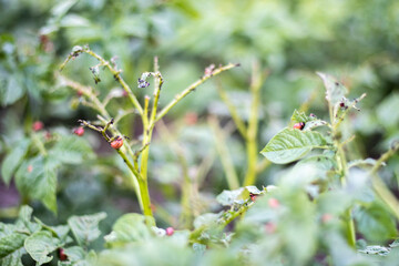 Lots of Colorado beetles. Colorado potato beetle larvae on potato leaves. Potato beetles on foliage in nature, natural background, close view. The ten-striped spearman is the main potato pest.