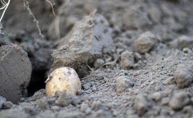 Fresh organic potatoes on the ground in a field on a summer day. Harvesting potatoes from the soil. Low angle freshly dug or harvested potatoes on rich brown ground. The concept of growing food.