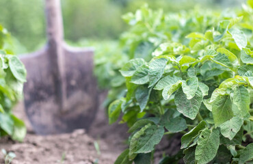 Shovel on the background of potato bushes. Digging up a young potato tuber from the ground on a farm. Digging potatoes with a shovel on a field of soil. Harvesting potatoes in autumn.