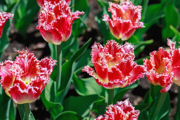 Flowers in the park on a sunny day. Garden with beautiful red tulips. Natural spring background.