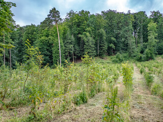 Fototapeta premium Wiederaufforstung im Mischwald