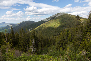 Evergreen pines on the mountains and valleys on the Carpathians