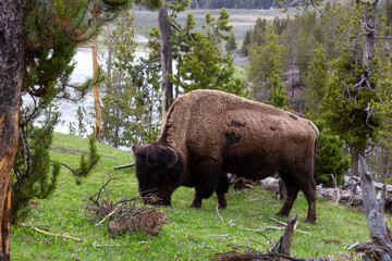 Bison Eating Grass in American Landscape. Yellowstone National Park. United States. Nature Background.