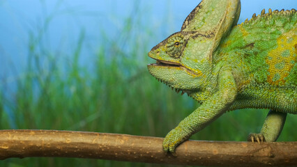Close-up, adult bright green chameleon sitting on branch with open mouth. Veiled chameleon (Chamaeleo calyptratus)
