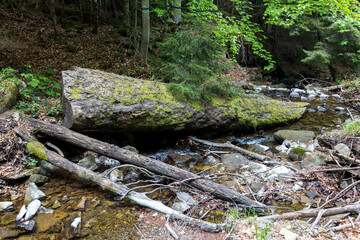 A large fallen tree in the middle of a mountain stream