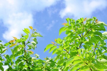 The arrival of spring and fresh green leaves
