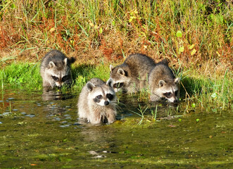Raccoon family at the waters edge