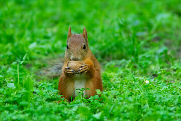 Naklejka na ściany i meble Squirrel in the green grass. Cute squirrel. Squirrel in summer park.