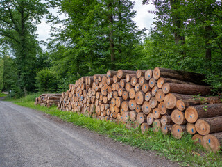 Markierte Baumstämme gestapelt im Wald