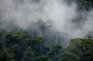 Tropical forest in the morning mist. Bwindi Impenetrable National Park Uganda. Africa. - obrazy, fototapety, plakaty