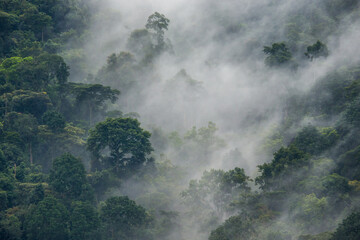 Tropical forest in the morning mist. Bwindi Impenetrable National Park Uganda. Africa. © gudkovandrey