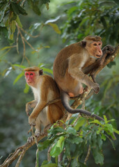 Torque Monkey pair on a tree