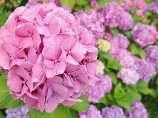 Beautiful hydrangea and green forest