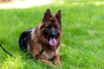 Beautiful German Shepherd on the grass, on a green background.