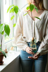 Home gardening concept. Unrecognizable woman holding retro jar with avocado plant growing in water.