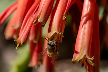 The flowers of aloe are blooming. and worker bees find nectar for food and help the aloe vera pollinate.