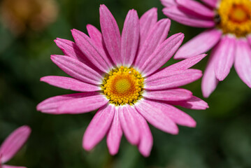 pink chamomile, an extraordinarily beautiful flower