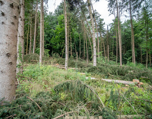 Waldfläche nach Rodung