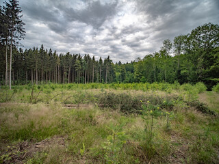 Wiederaufforstung im Mischwald