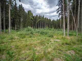 Wiederaufforstung im Mischwald