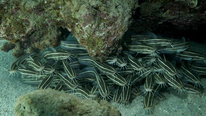 School of Striped Catfish are hiding inside a coral cave. Striped Eel Catfish (Plotosus lineatus), Close-up. Red sea, Egypt