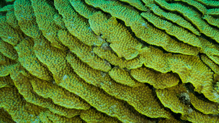 Details of the Lettuce coral or Yellow Scroll Coral (Turbinaria reniformis). Close-up of coral. Red sea, Egypt