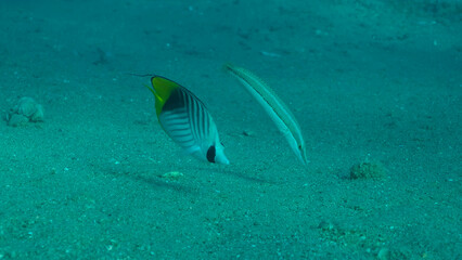 Butterfly fish with Wrasse fish feeds on the sandy bottom. Cross Stripe Butterfly (Chaetodon auriga) and Cigar Wrasse (Cheilio inermis), Red sea, Egypt