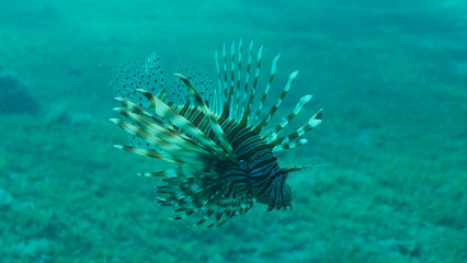 Common Lionfish or Red Lionfish (Pterois volitans) swim above sandy bottom. Red sea, Egypt