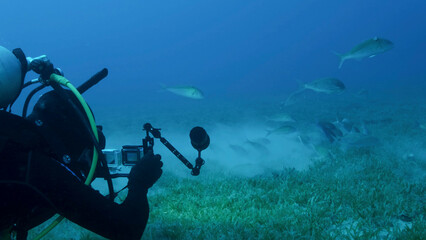 Underwater videographer shooting a school of Rotstreifen Meerbarbe fish is feeds on seqagrass. Underwater life in the ocean. Red sea, Egypt