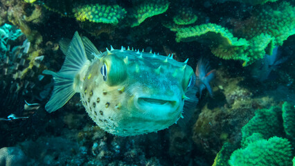 Fototapeta premium Porcupinefish is hiding under under Lettuce coral. Ajargo, Giant Porcupinefish or Spotted Porcupine Fish (Diodon hystrix) and Lettuce coral or Yellow Scroll Coral (Turbinaria reniformis) 