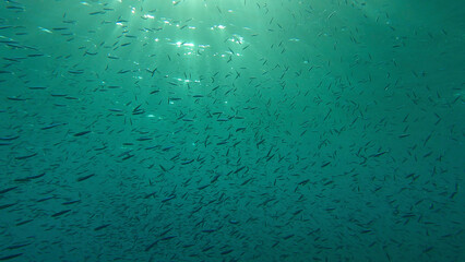 Large school of small fish swims under surface of water in the sun rays on dawn. Red sea, Egypt