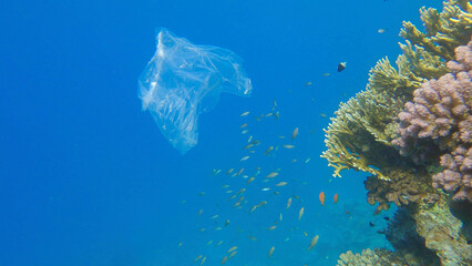 Plastic pollution of the Ocean, a discarded wtite plastic bag on tropical coral reef, on the blue water background swims school of tropical fish. Underwater shot. Red sea, Egypt