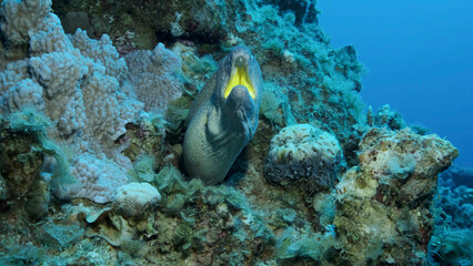 Close-up portrait of Moray with open mouth peeks out of its hiding place. Yellow-mouthed Moray Eel (Gymnothorax nudivomer) Red Sea, Egypt