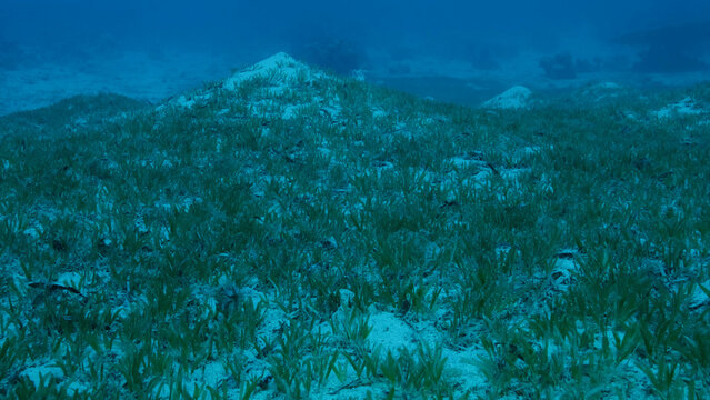 Sangy seabed covered with green seagrass. Underwater landscape with Halophila seagrass. Red sea, Egypt