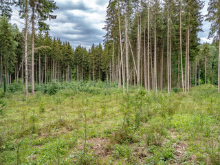 Wiederaufforstung im Mischwald